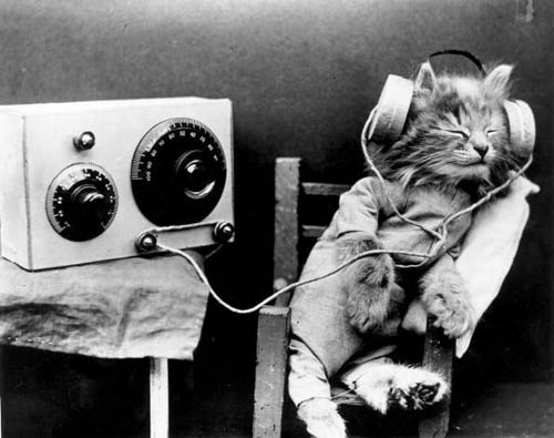 (СС) stu plimsoles cat_headphones (СС) stu plimsoles