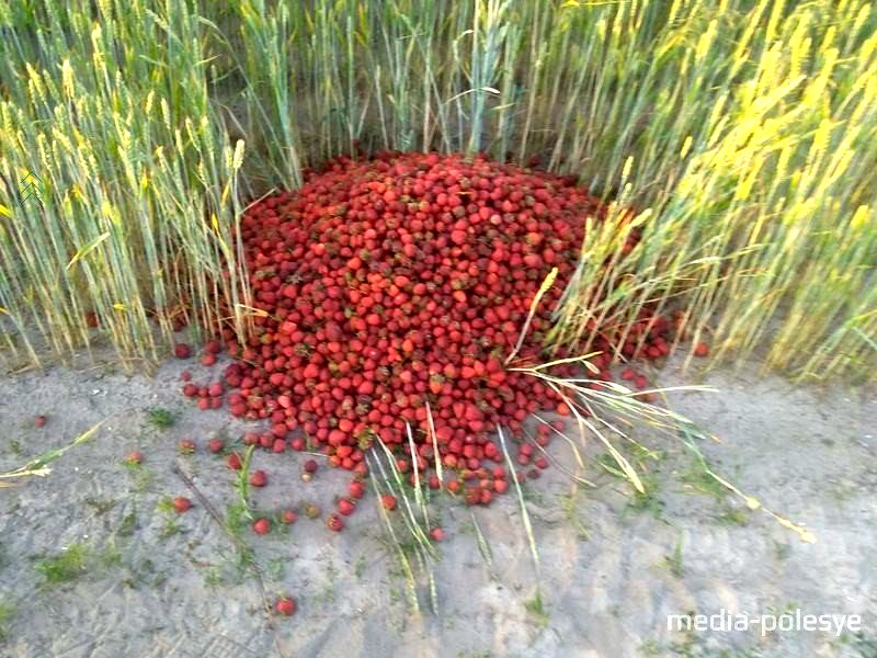 Оригинальное фото "Медиа-Полесье" klubnika02.jpg
