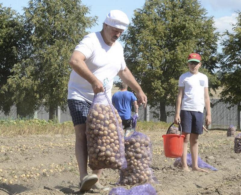 Александр Лукашенко и его сын Николай собирают картофель в поле около резиденции «Дрозды» под Минском, Беларусь, 16 августа 2015 года. Фото: Reuters