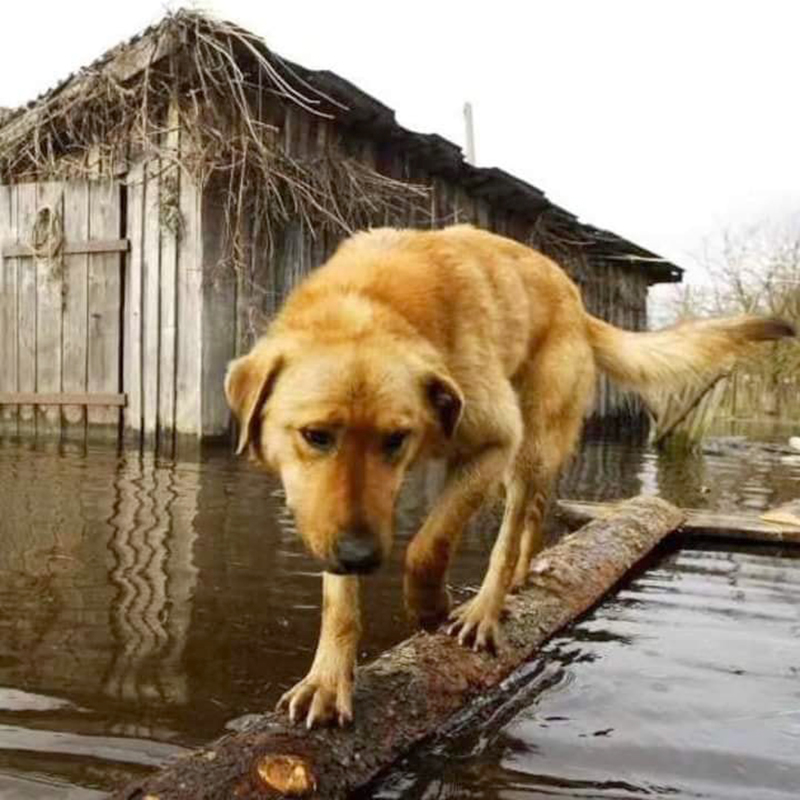 Этот снимок был сделан белорусским фотографом Василием Федосенко в 2013 году на Полесье. В 2023 году изображение использовалось для иллюстрации последствий подрыва Каховской ГЭС (Украина)