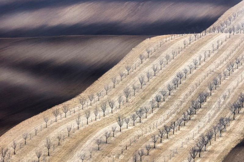Чэхія. Фота зроблена ранняй вясной. Фатографа прыцягнуў кантраст поля, якое яшчэ не ўзышло, і пасадак фруктовых дрэў на схіле побач.