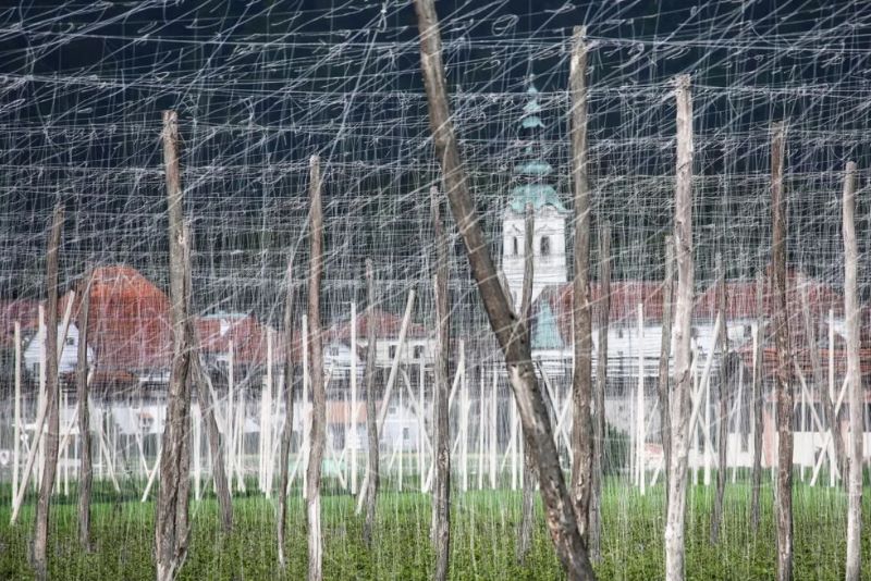 Славенія, пасадкі хмеля. Канструкцыі для будучых парасткаў нагадалі фатографу арт-інсталяцыю